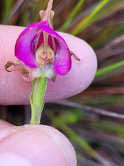 Disperis capensis capensis