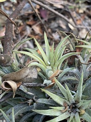 Tillandsia ionantha