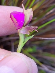 Disperis capensis capensis