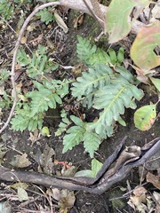 Pleopeltis polypodioides