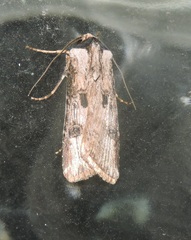 Agrotis malefida