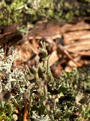 Cladonia amaurocraea