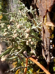 Cladonia amaurocraea