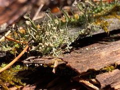 Cladonia amaurocraea