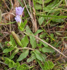 Epilobium curtisiae