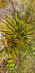 Aciphylla horrida