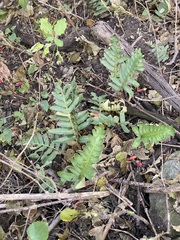 Pleopeltis polypodioides