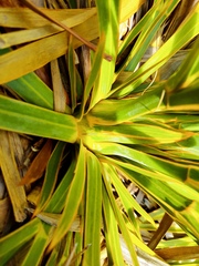 Aciphylla horrida