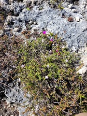 Jamesbrittenia calciphila