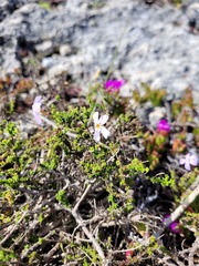 Jamesbrittenia calciphila