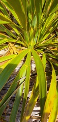 Aciphylla horrida