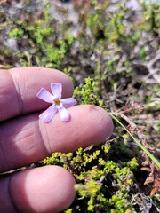 Jamesbrittenia calciphila