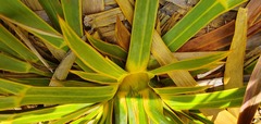 Aciphylla horrida