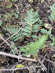Pleopeltis polypodioides