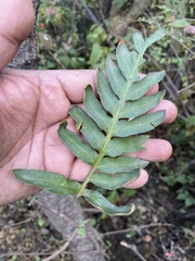Pleopeltis polypodioides