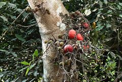 Ficus racemosa