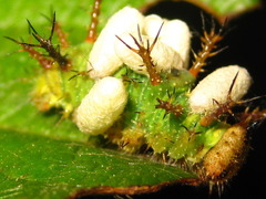 Limenitidinae