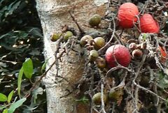 Ficus racemosa