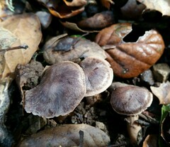 Cortinarius ohlone