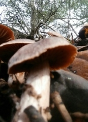 Cortinarius ohlone