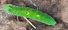 Charaxes