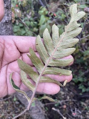 Pleopeltis polypodioides