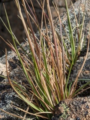 Trisetum spicatum