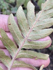 Pleopeltis polypodioides