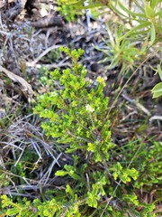 Coleonema pulchellum