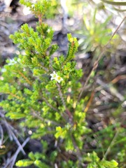 Coleonema pulchellum