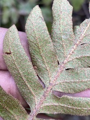 Pleopeltis polypodioides