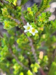 Coleonema pulchellum