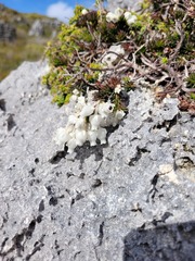 Erica calcareophila