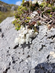 Erica calcareophila