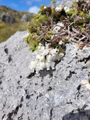 Erica calcareophila