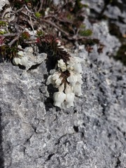 Erica calcareophila