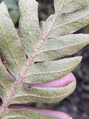 Pleopeltis polypodioides