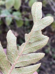 Pleopeltis polypodioides