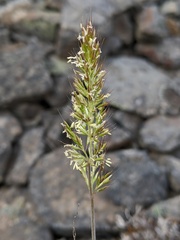 Trisetum spicatum