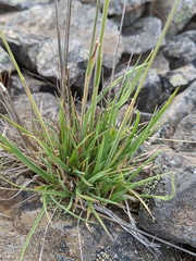 Trisetum spicatum