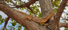Agamidae
