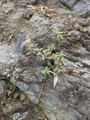 Baccharis sordescens