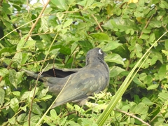 Phaenicophaeus viridirostris