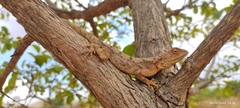 Agamidae