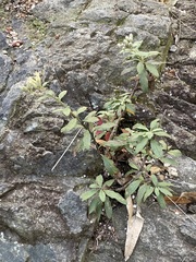 Baccharis sordescens