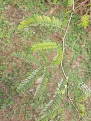 Prosopis juliflora