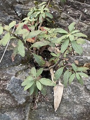 Baccharis sordescens
