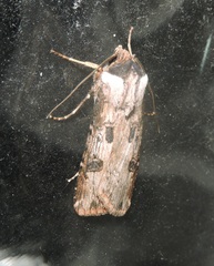 Agrotis malefida