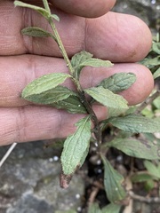 Baccharis sordescens