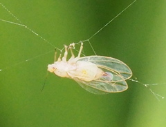 Triozidae